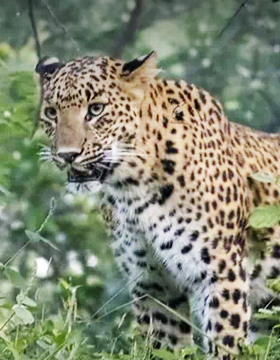 Jhalana Leopard Safari Tour