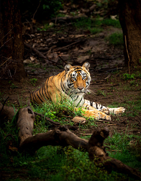 Jaipur Ranthambore Same Day Tour