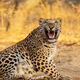 Jaipur Jhalana Leopard Safari